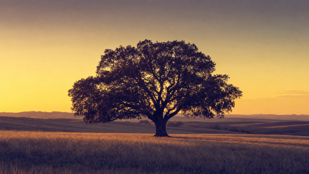 File: investment-not-speculation-featured.png Alt text: A single oak tree standing in an open meadow at golden hour — featured image for Teachers' Path post on long-term investing versus speculation